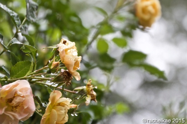 Girona Roses